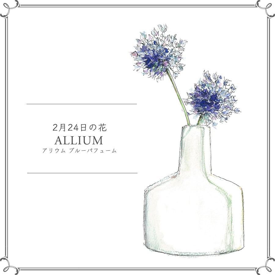 2月24日の花「アリウム ブルーパフューム」