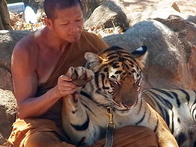 100頭以上の虎と僧侶が一緒に暮らす タイの「タイガー・テンプル」に