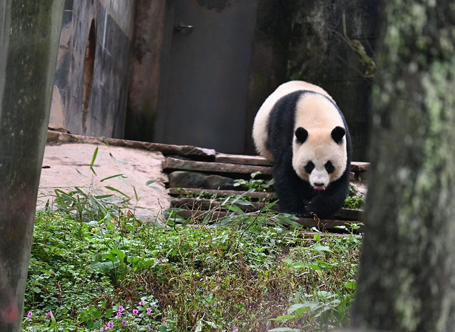 タイのチェンマイ動物園で2009年5月27日に生まれたリンビン。母親のリンフイ(林恵）は2023年4月にチェンマイ動物園で急死した。2023年10月12日（木）撮影。