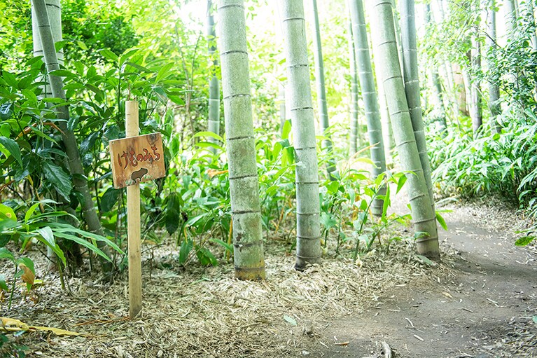 サユリワールドの園内が覗ける「けものみち」。こういう脇道を散策するのも楽しい。