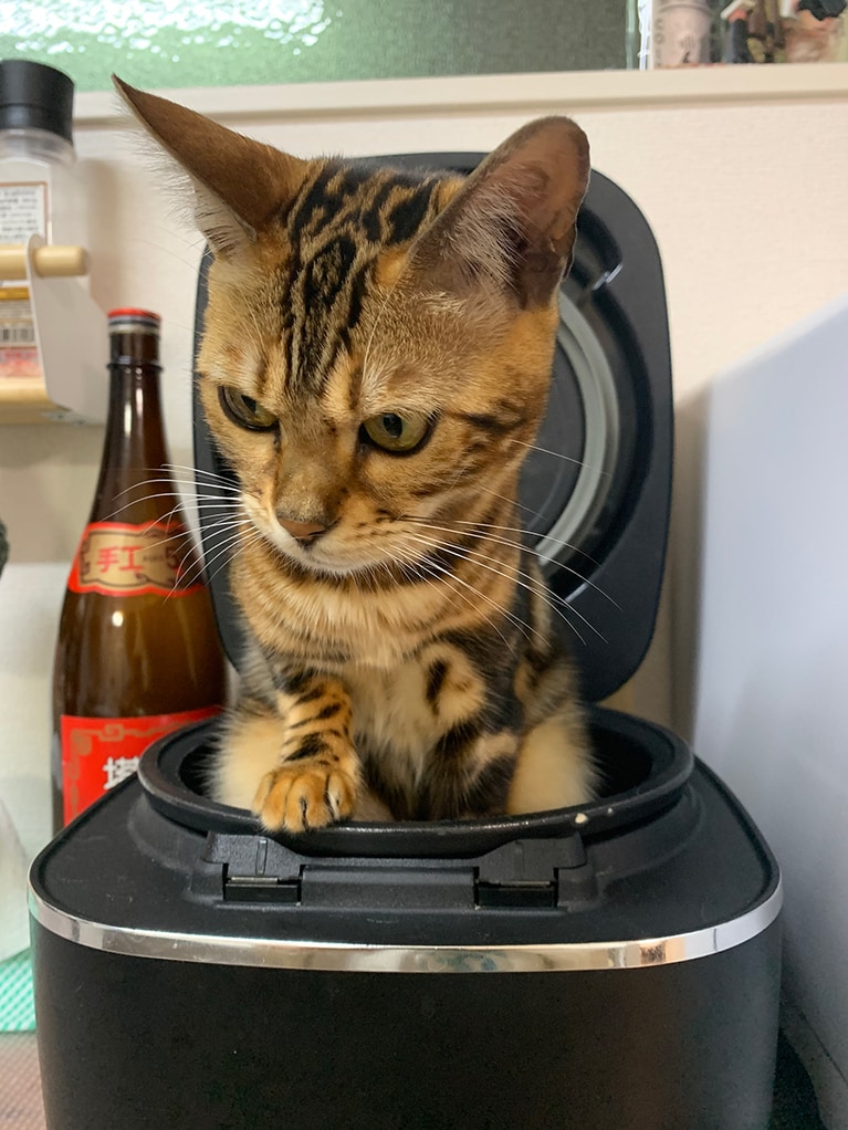 レイラ ♀ 1歳8カ月。「毎日元気いっぱい♪　遊びもイタズラも大好きな女の子です。家族にたくさんの笑顔をくれてありがとう」。