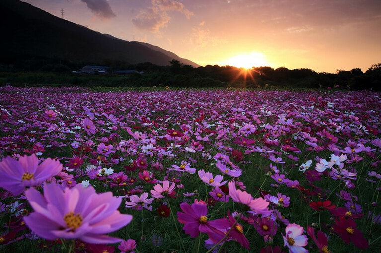 【愛媛県】河村ひまわり園のコスモス。