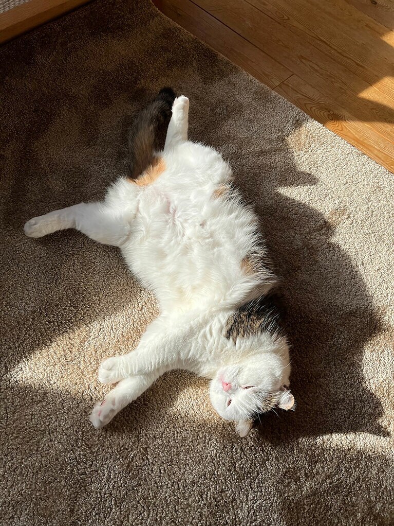 まる ♂ 9歳。寝るときもちゃんとおなかを温めます（necodaさん）