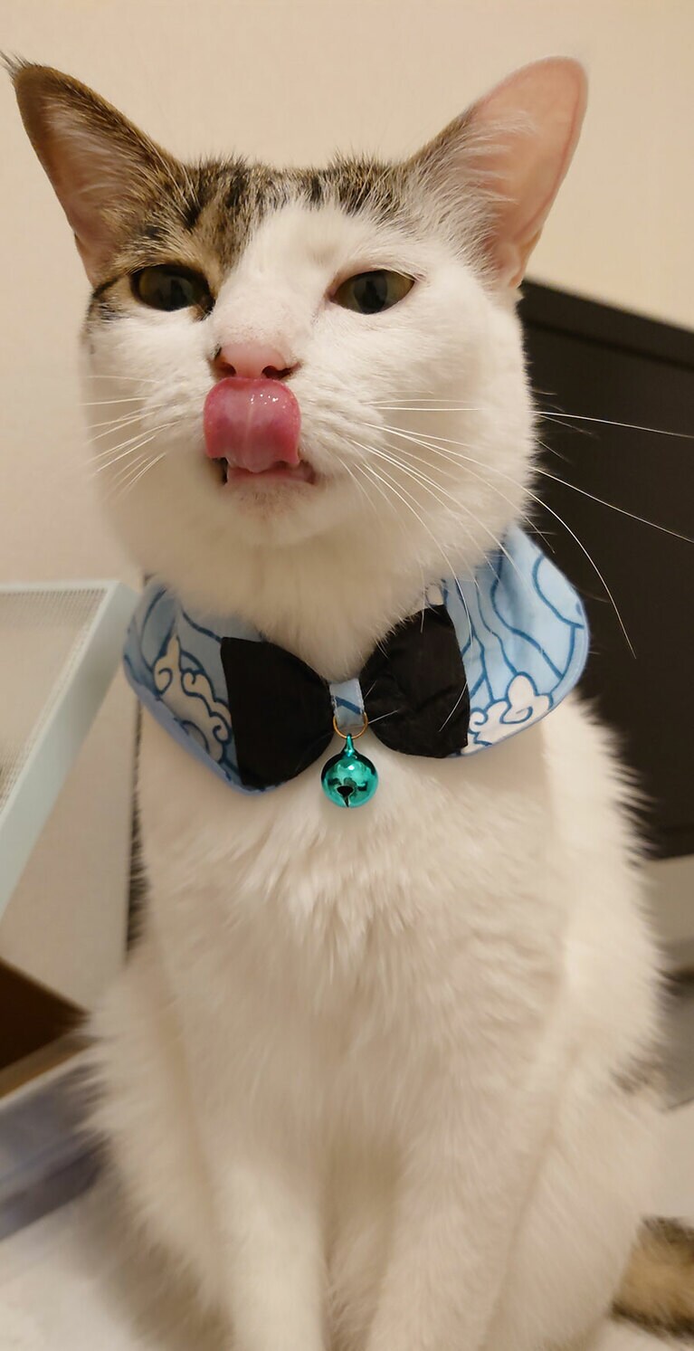 むぎ ♀ 5歳。おやつをあげた後のご満悦の表情です。表情豊かな所がむぎの魅力です！（かりんさん）