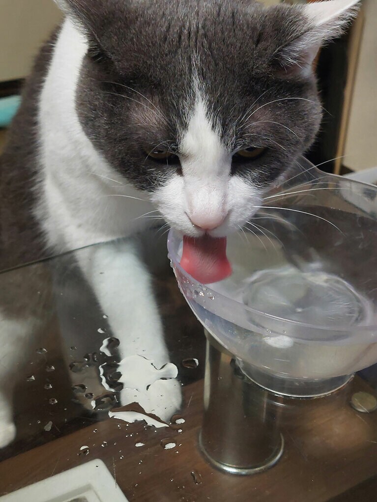 グレン ♂ 6歳。水はテーブルの上のしか飲みません（まきさん）