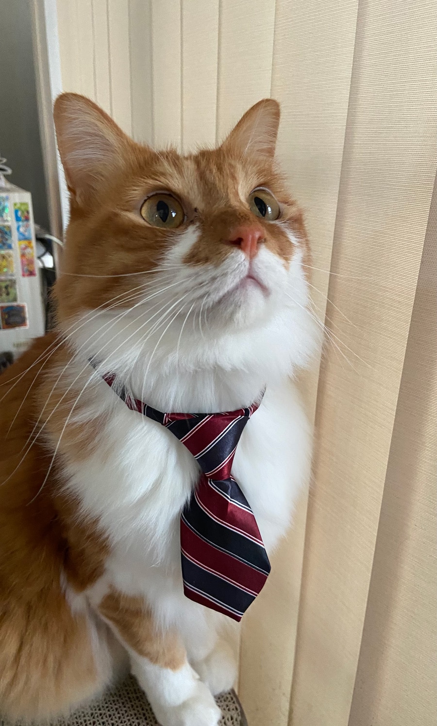 モカ♂5歳。猫用のネクタイを購入し付けてみた所、キリッと凛々しい姿が可愛いくて写真を撮りました！笑。気に入ったのかずっと付けてました。
