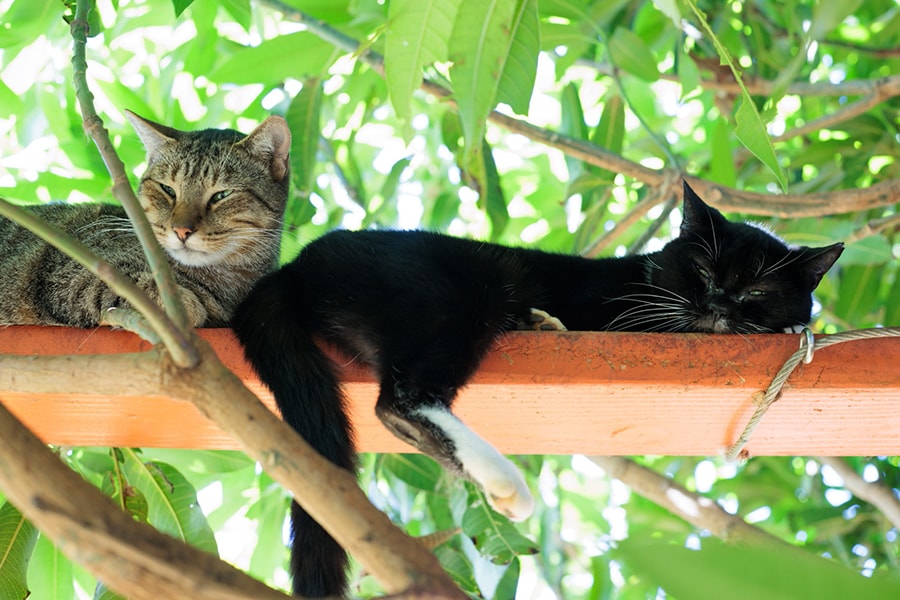 敷地内は、フェンスによって3つのエリアに分けられている。こちらは、シャイな猫を集めた一角。恥ずかしがって樹上から降りてこない。