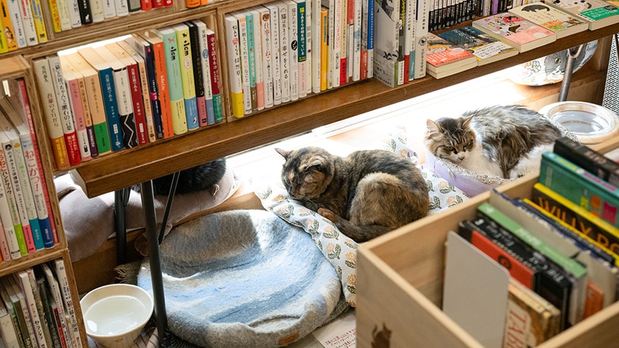 「Cat's Meow Books」の看板猫。さつき、あおい、なつめ。