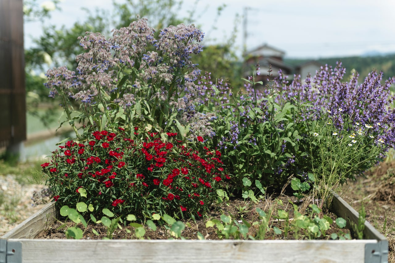 自家菜園は花盛り。ナスタチウムやルッコラの花々はガレットにも活用。