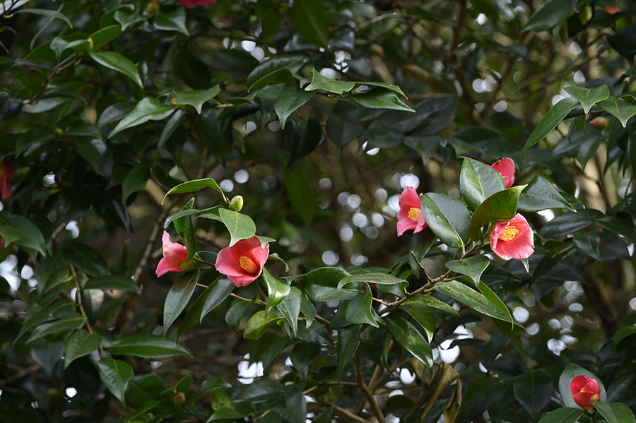 庭先に咲いていた椿の花。少しすると水仙が咲いて、その後、淡い山桜が薄いピンクの花を咲かせると、田んぼに水が張られるそう。