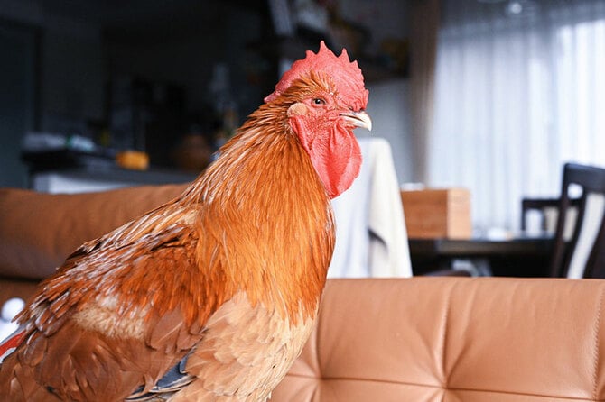 完全室内飼いのニワトリが可愛い！ 飼い主に聞く生活のリアル 「ベッド 
