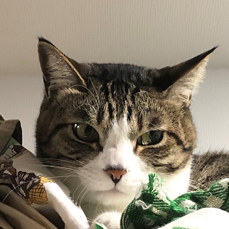 白目のある・なし。ふてくされていますが、あるほうがマンガっぽいのがわかる。編集者撮影。