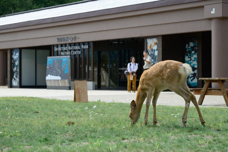ヒグマの最新目撃情報などが確認できる知床自然センター。ハイキングやドライブの前に立ち寄ると安心。ここでは早くもエゾシカが出迎えてくれた。