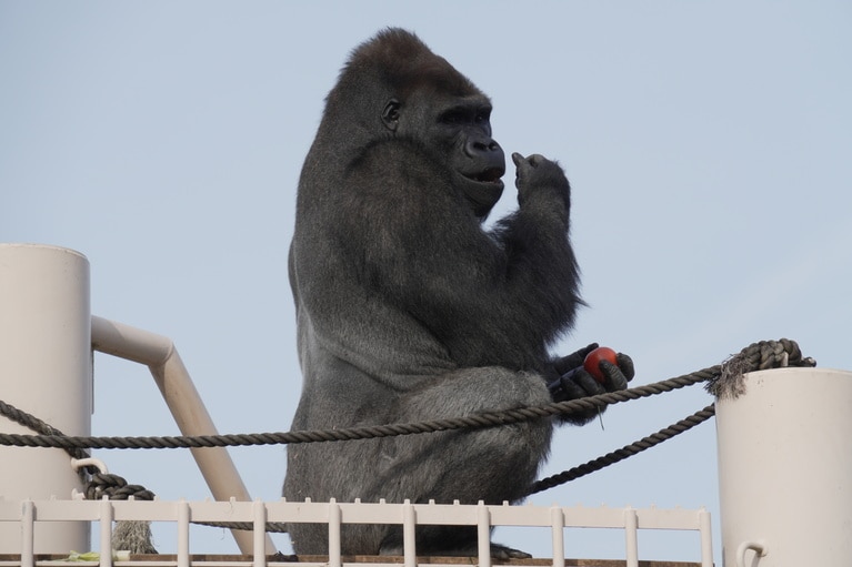 キヨマサ。写真提供＝名古屋市東山動植物園