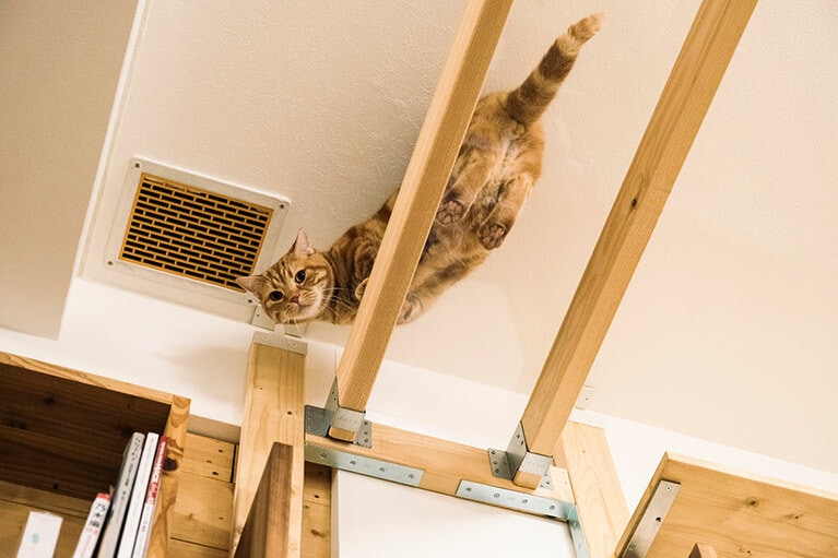 視線を感じてふと見上げると会長がじーっ。