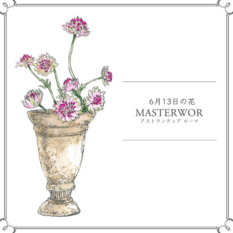 【6月13日の花】アストランティア「ローマ」