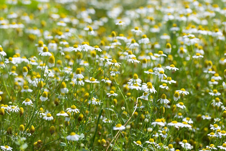 カモミールは地中海沿岸原産のキク科のハーブ。春から初夏にかけて白い小花を咲かせます。