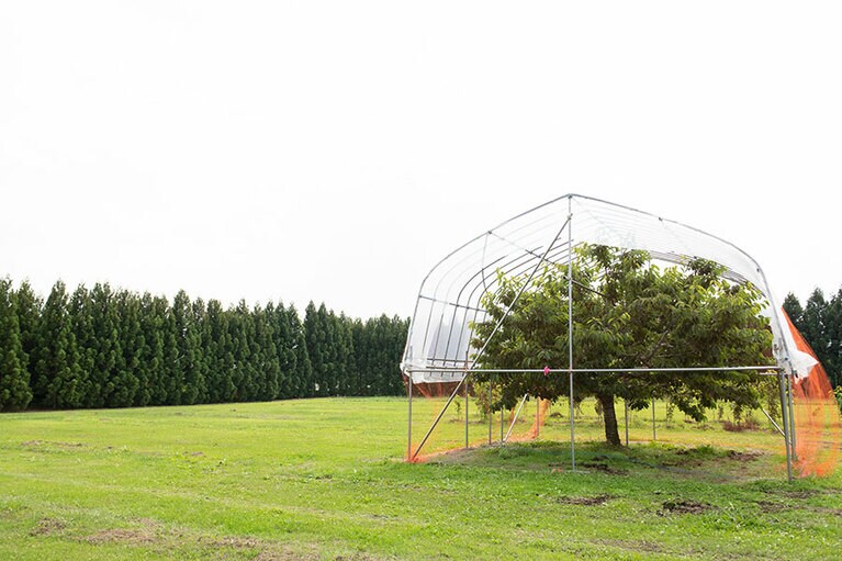 大切に守られているジュノハートの原木。