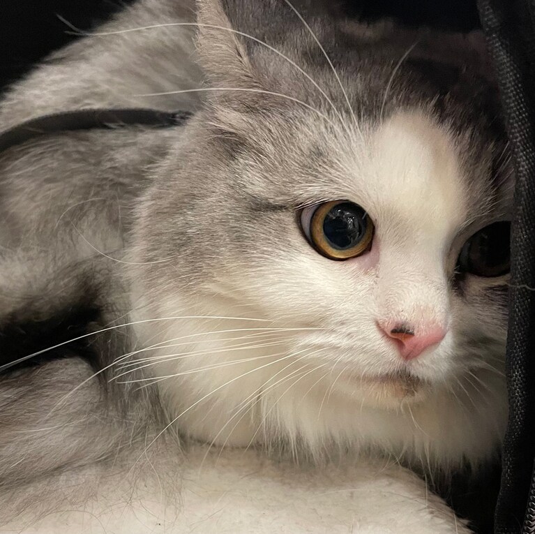 ナナ ♀ 1歳。見ないで……隠れたつもり……。