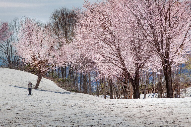【新潟県】福山峠の雪上桜。