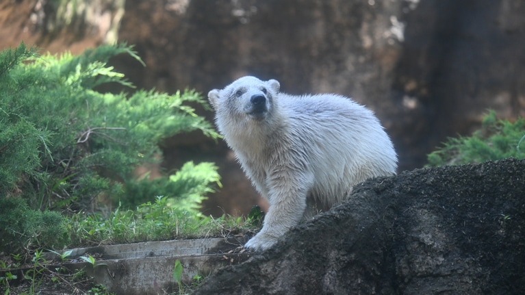 一般公開前の貴重なライの姿。5月7日撮影／写真提供＝ズーラシア
