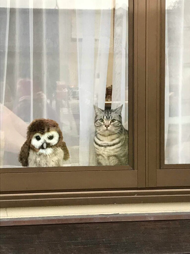 ぺろ ♀ 7歳。フロリダのユニバーサル・スタジオからやってきたフクロウとお庭番（なーさん）