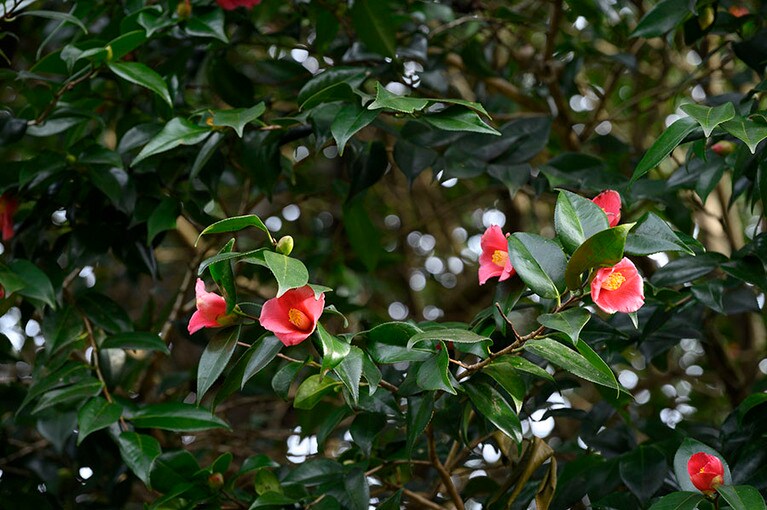 庭先に咲いていた椿の花。少しすると水仙が咲いて、その後、淡い山桜が薄いピンクの花を咲かせると、田んぼに水が張られるそう。