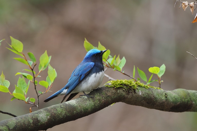 青い宝石とも称される「オオルリ」は春の軽井沢でも人気の夏鳥。