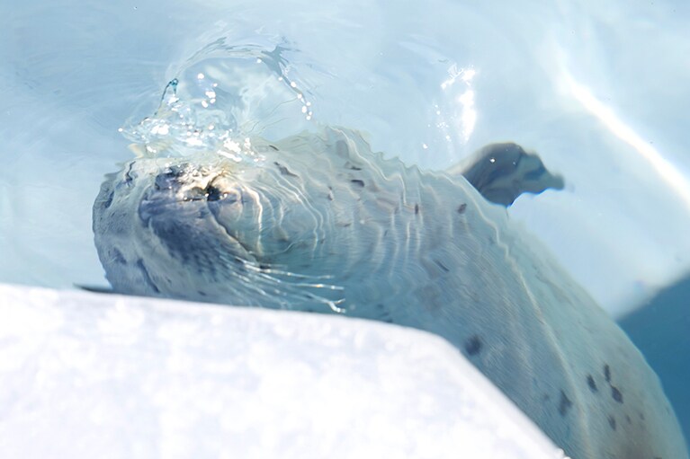 水面から顔を出してうとうと。