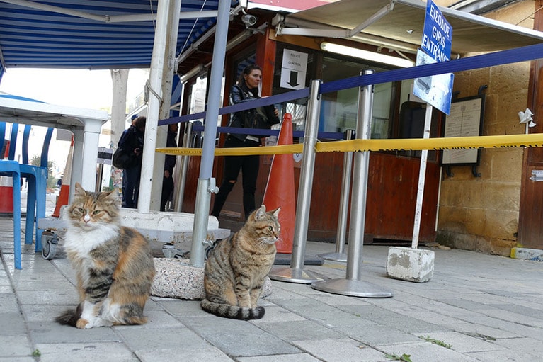キプロス共和国の南北分断線もなんのその。ネコたちは24時間フリーパス。