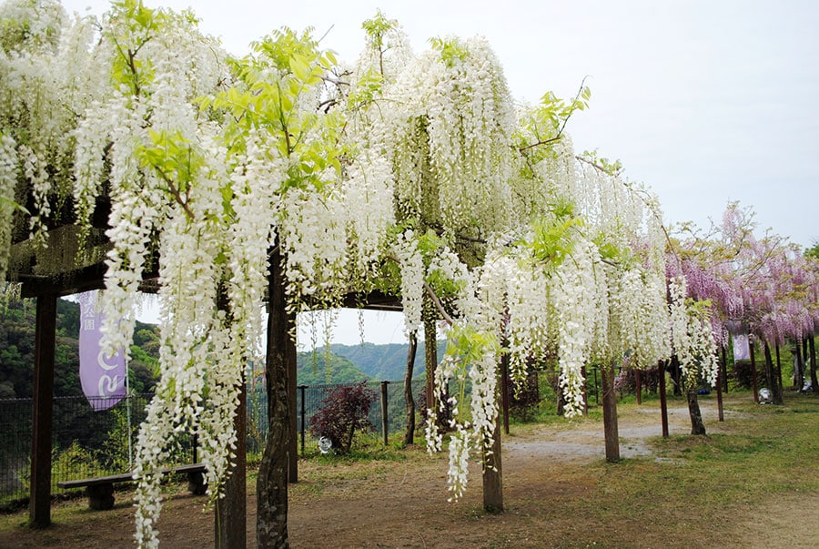 和気公園の藤。©K.P.V.B