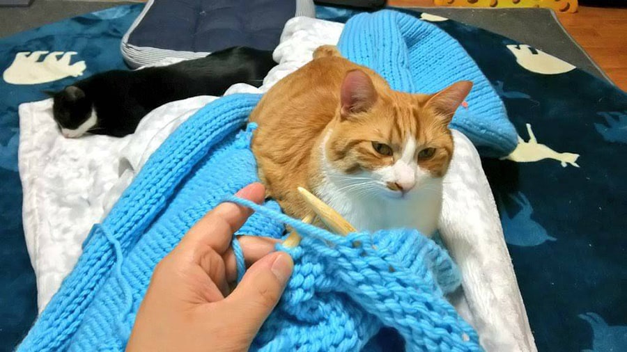 編み物中のアイパー滝沢さんの膝に乗るマリ