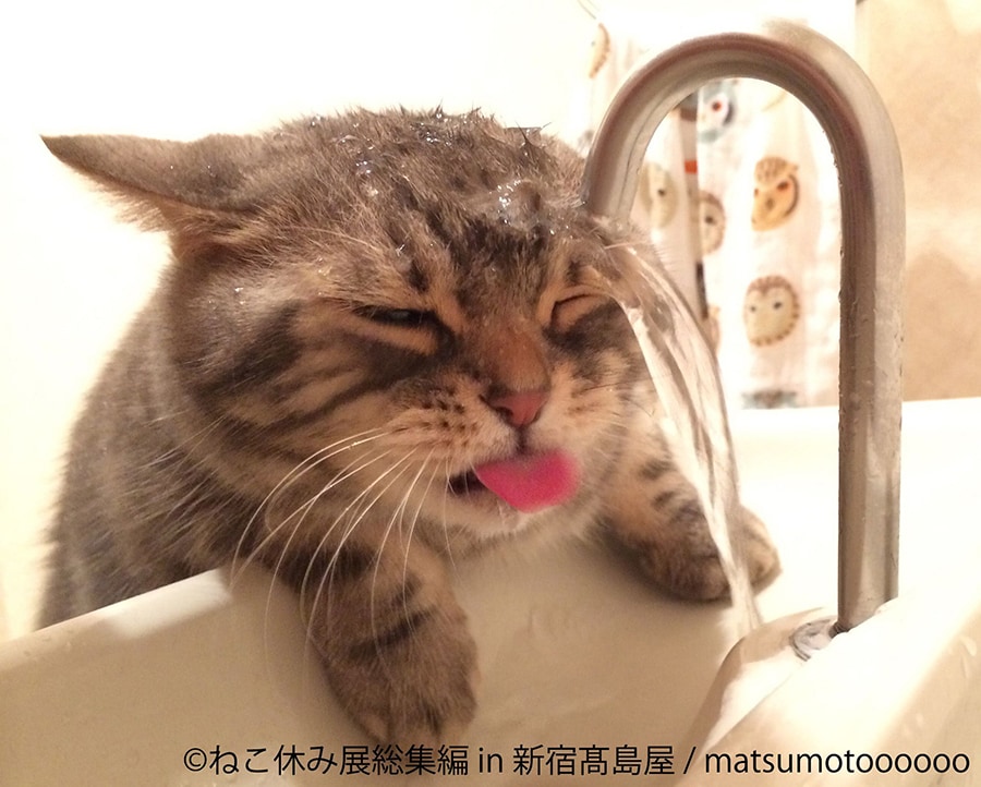 かわいすぎる猫の写真やグッズが集結 新宿高島屋「ねこ休み展」 | 写真 ...