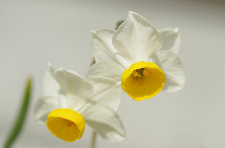 小さな花が奥ゆかしい印象の二ホンズイセン。