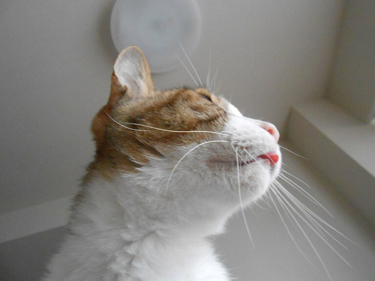 いわし ♂ 14歳。ペロリしまいわすれ！毛づくろい中に、良いお天気の空に見とれてしまったようです。