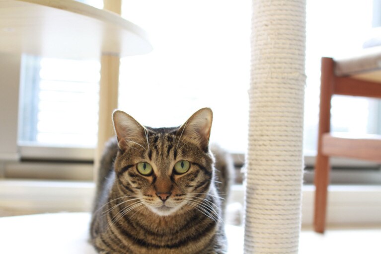 さくら ♀ 7歳。我が家は4匹のにゃんこと暮らしておりこちらの写真は長女のさくらちゃんです。知り合いの仕事場で生まれたにゃんこの1匹を引き取ることに。お母さんにゃんこや兄弟と別れてしまい初めは寂しそうで慣れるまでに少し時間がかかりましたが美人さんに育ちました。他のメンズにゃんずはさくらちゃんにメロメロ。でも、さくらちゃんは好みのタイプじゃないらしくいつもつれない態度ですが、それも他のニャンズたちには魅力的な模様です。（よっちゃんさん）