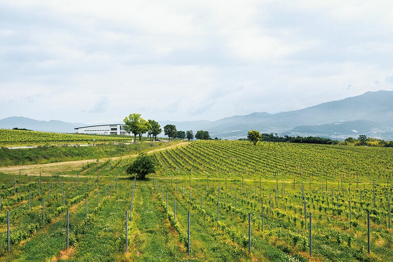 「シャトー・メルシャン 椀子ワイナリー」のブドウ畑。この眺めを楽しむのがワイナリー巡りの醍醐味。