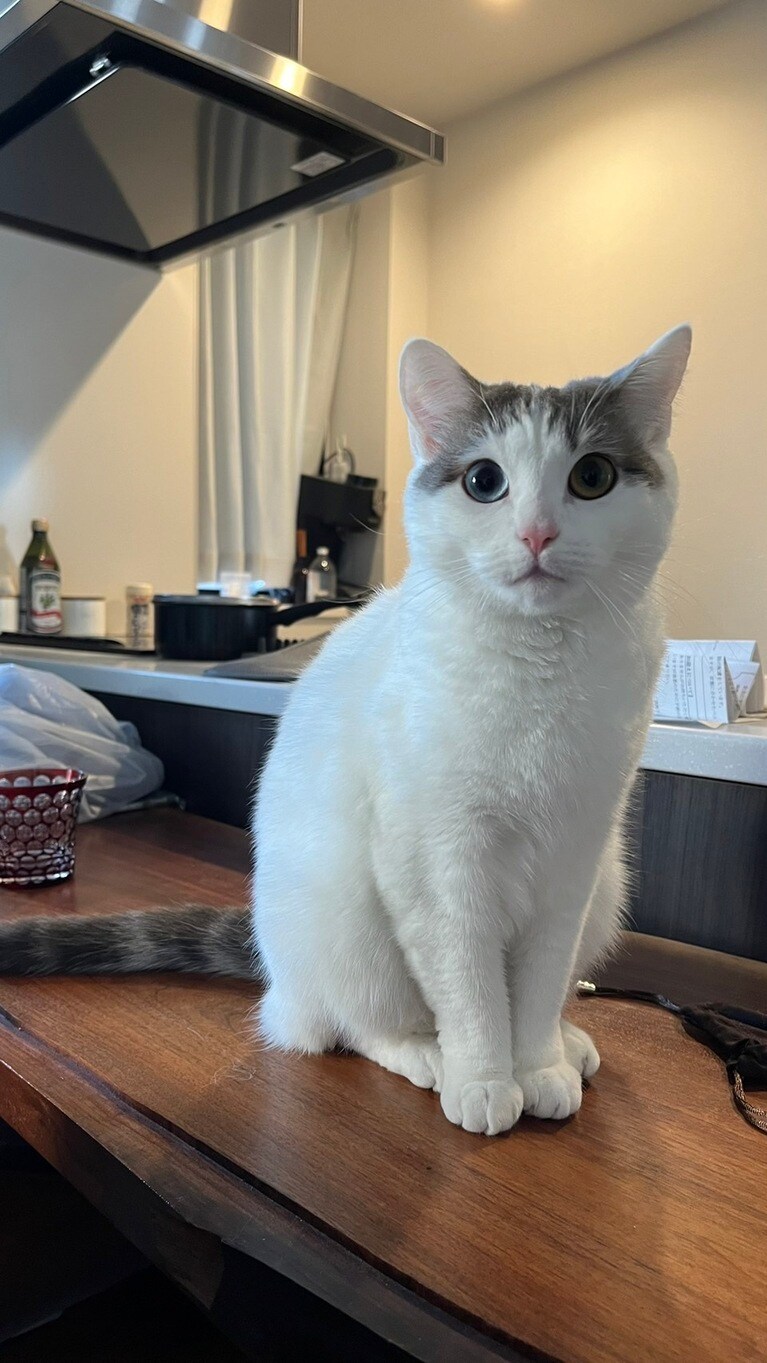 フレイ ♀ 1歳。おめめくりくり（やまぐさん）