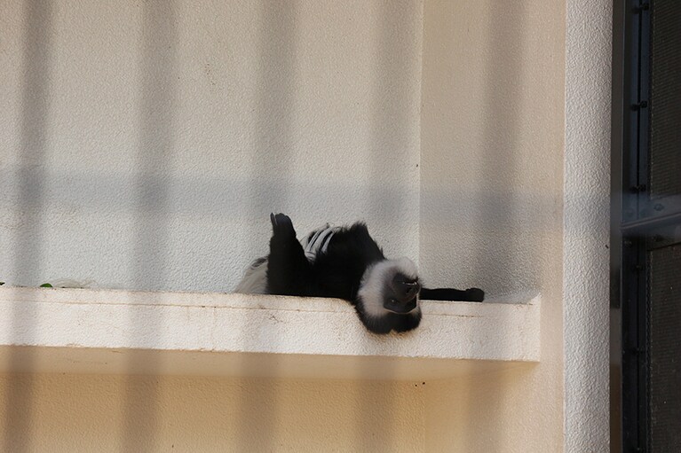 どの体勢が涼しいのか確認中？