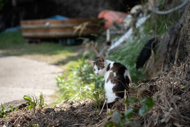 「初夏の佐渡島」　筧 悠里恵 「港町の番人」 矢島・経島のたらい舟乗り場付近。かわいくて大人しい猫に会えました。