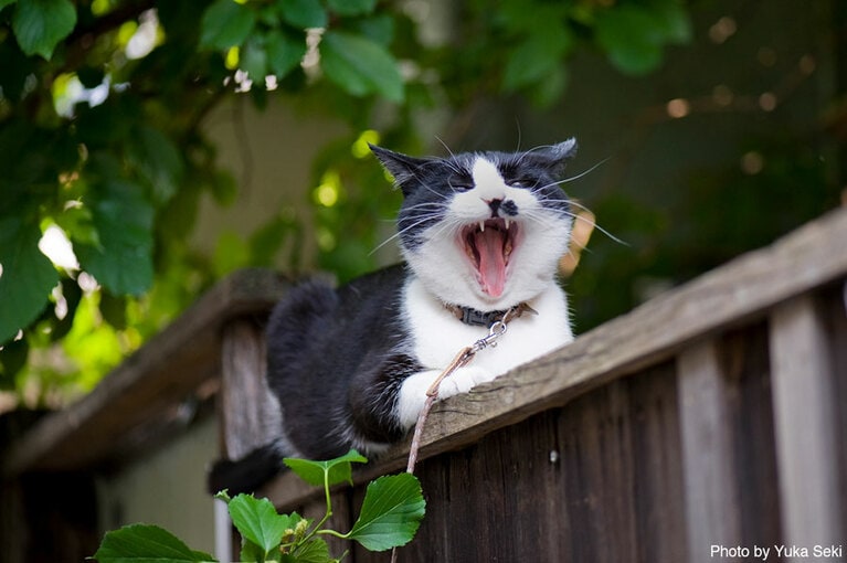  門の上でくつろぎまくる猫ちゃん。2008年5月、東京・下町で撮影。