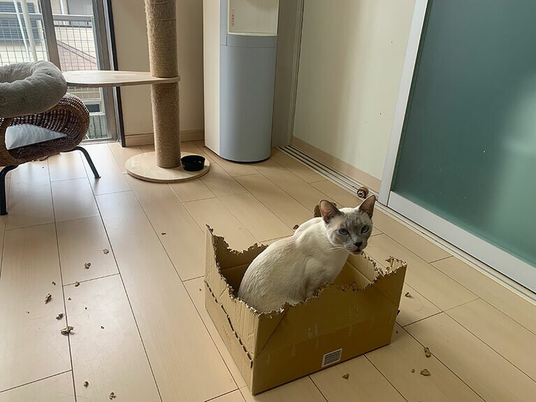 イルバーニ オス 1歳。毎日かじって芸術作品作ってます（りえさん）。