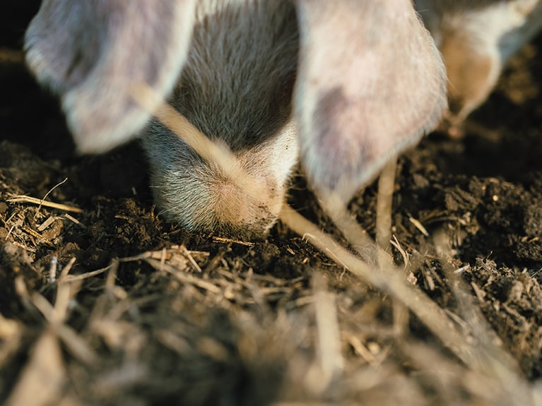 土や木の根からたくさんの微生物を取り込み、自然免疫を高める。2025年1月18日
