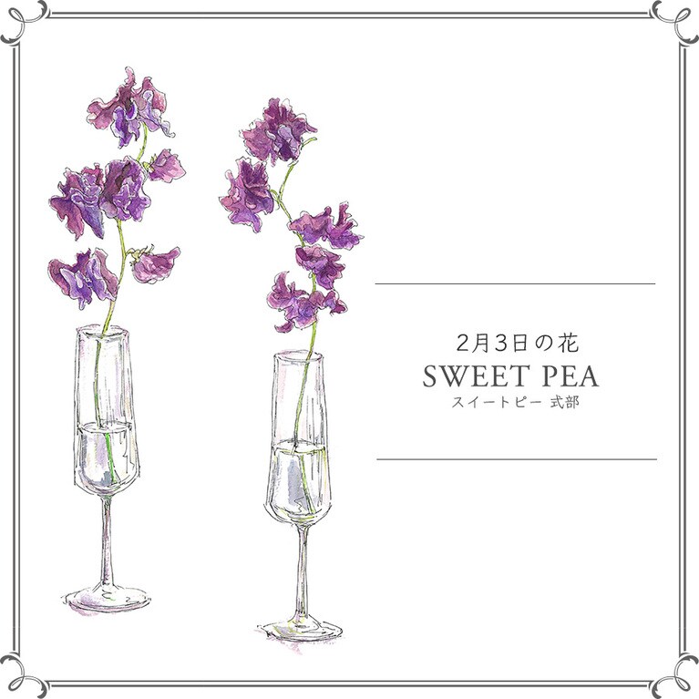 2月3日の花「スイートピー 式部」