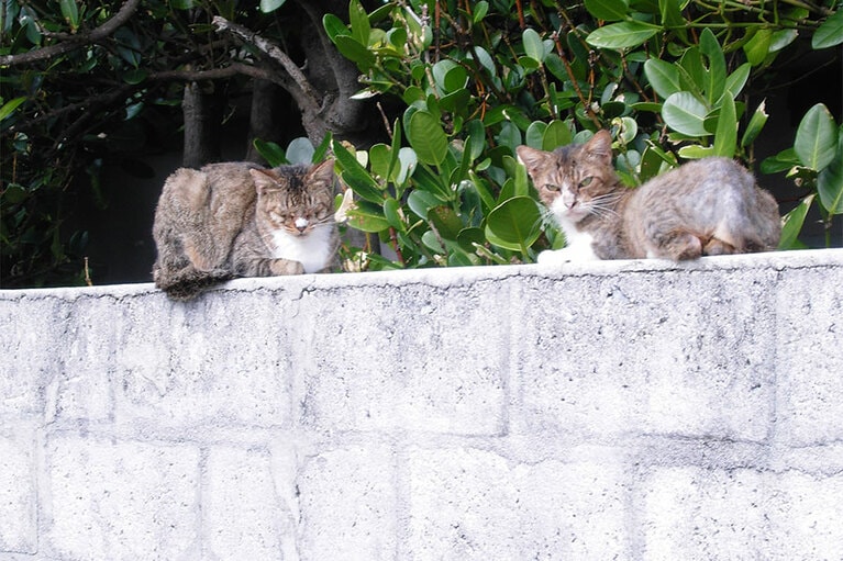 島のネコたちも、のんびりしています。
