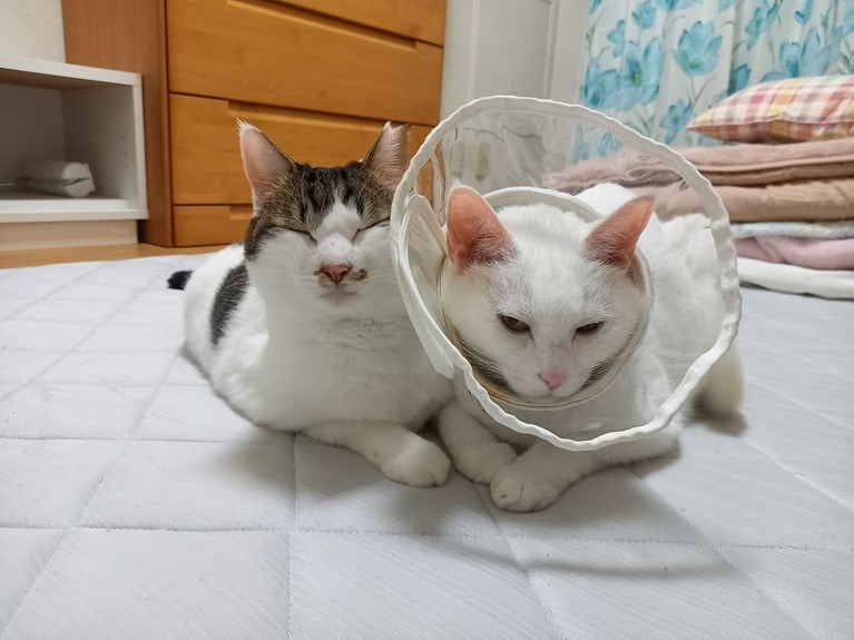 左：小麦 ♀ 4歳、右：シュシュ ♂ 10歳。「お兄ちゃんのシュシュはアトピーということもあり、痒くて体をなめすぎてしまいます。病院で薬をもらって飲んでいますが、痒みが収まるまではエリザベスカラーでなめるのを防止しています。本人も食後など顔を洗えないのでストレスだと思いますが妹の小麦がさりげなく寄り添ってくれています」（飼い主さんより）。