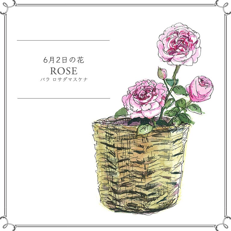 【6月2日の花】バラ「ロサ・ダマスケナ」
