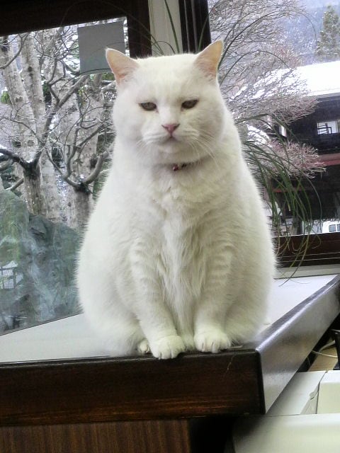 十兵衛 ♂ 18歳。会社猫、みんなの癒しです。