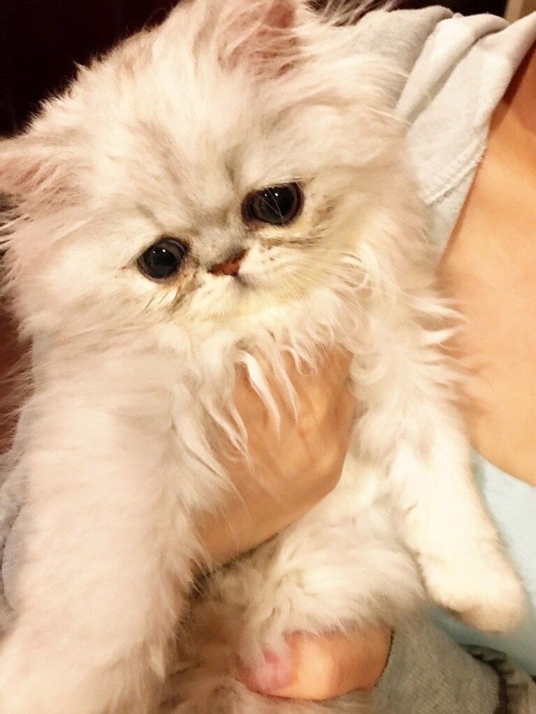 レイチェル ♂ 1歳。ぬいぐるみかと思いました。