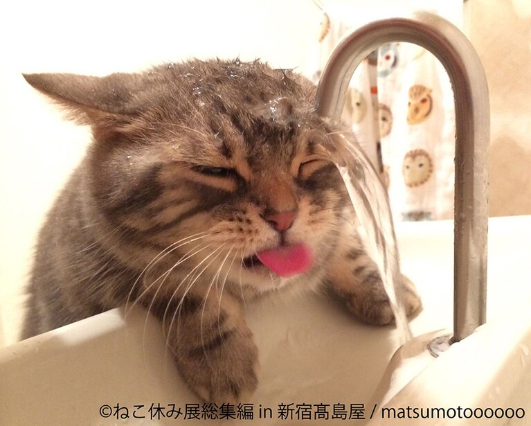 水が飲めない猫のなごむ。SNSでも見ることができる動画を、未公開・新作を含め会場内の大型モニターで楽しめる。注目は、水の飲めない猫なごむのかけ流し動画だ。